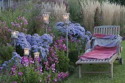 Autumnal asters grass bed