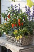 Basket with herbs and peppers, chili (capsicum), sage