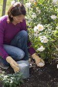 Fertilise roses in summer and late summer with Patent-Kali