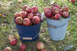 Enamelled buckets with freshly harvested apples 'Flamed Cardinal' (Malus)
