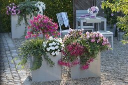 Fuchsia 'Tyrol' (Fuchsia), Impatiens 'Orestes'