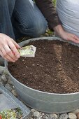 Planting rusted-through zinc tubs