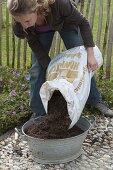 Planting rusted-through zinc trays