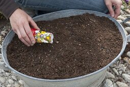 Planting rusted-through zinc trays