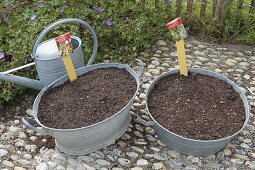 Planting rusted-through zinc trays