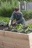 Building a raised bed from boards