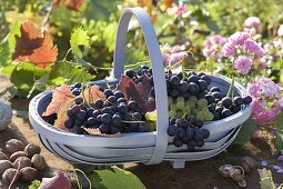 Freshly harvested grapes (Vitis vinifera) in basket
