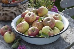 Bowl with freshly picked apples 'Rheinischer Winterrambur' (Malus)