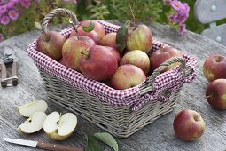 Korb mit frisch gepflückten Äpfeln 'Topaz' (Malus)