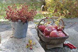 Basket with freshly picked apples (Malus) and pinks (rose hips)