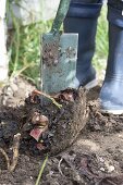 Dividing rhubarb