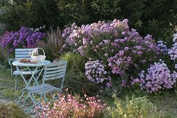 Seating area on autumn bed with Aster (Autumn Aster), Cotoneaster