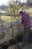 Hops on a homemade screen in the organic garden