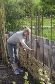 Hopfen an selbstgemachter Sichtschutzwand im Biogarten