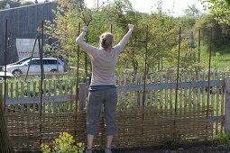 Hops on homemade screen wall in organic garden