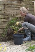 Hopfen an selbstgemachter Sichtschutzwand im Biogarten