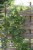 Hops on self-made screen wall in organic garden