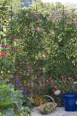 Hops on self-made screen wall in organic garden