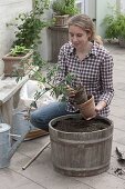 Planting a tomato in a wooden pot