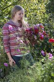 Young woman cutting the last summer flowers in the cottage garden