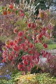 Cornus nuttallii (Nuttall's flowering dogwood) in autumn colours