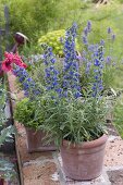 Echium vulgare (Natternkopf) in Terracottakübel