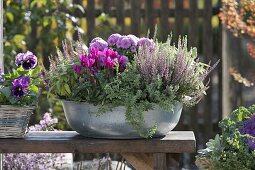 Metal bowl with Calluna Garden Girls