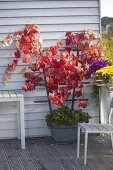 Vine 'Esther' (Vitis vinifera) in wooden tub with trellis