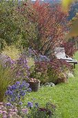 Autumn border with apple tree, rock pear and perennials