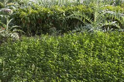 Green manuring in the vegetable garden with Medicago sativa (alfalfa)