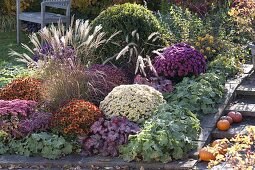 Herbstbeet mit Stauden und Gräser : Ajania Bellania 'Bengo' 'Bengo Weiß'