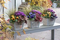 Wooden containers with Heuchera 'Red Fury', 'Amber Lady', 'Little Prince' (purple bellflower)