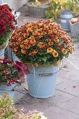 Chrysanthemum 'Balios', Gaultheria procumbens