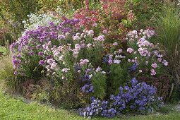 Autumn border with asters and peacocks