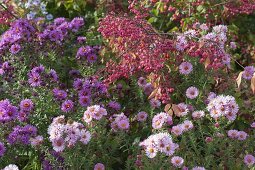 Herbstbeet mit Astern und Pfaffenhütchen