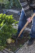 Harvesting celeriac in the organic garden