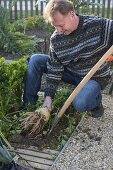 Harvesting celeriac in the organic garden