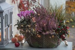 Wire basket laid out with leaves of Bergenia: Calluna Garden Girls