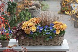 Korb - Kasten mit Viola cornuta (Hornveilchen), Chrysanthemum