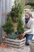 Winterschutz für Koniferen im Topf auf der Terrasse