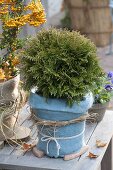 Thuja occidentalis 'Tiny Tim' (dwarf tree of life) packed in a winter-proof container