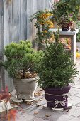 Protecting potted plants in winter