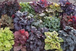 Tableau with Heuchera and Heucherella (purple bellflower)