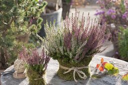 Calluna vulgaris 'Trio Girls' (Knospenbluehender Besenheide) in Topf mit Moos