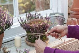 Lantern with bud-blossoming broom heather at the window