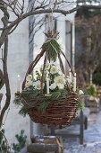 Basket planted with Helleborus niger HGC 'Wintergold' (Christmas roses)