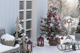 Abies nordmanniana (Nordmann fir) decorated as Christmas tree