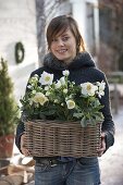 Woman planting basket box with Christmas roses