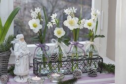 Small glass bottles with Narcissus 'Ziva' (Tazette daffodils)and Helleborus