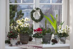 Winter window with Helleborus niger (Christmas rose), Gaultheria procumbens